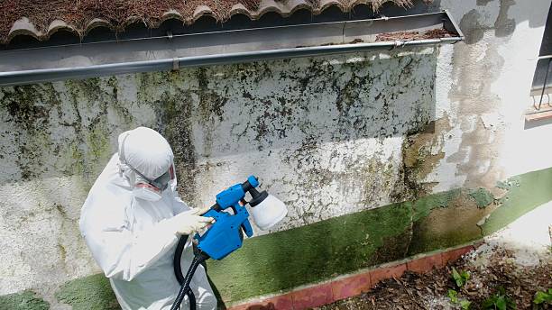 Top rated local Commercial Mold Remediation specialists in Mohrsville, PA